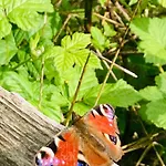 Alpstuga Woody - Duplex Nature Bonsoy Ardennes