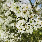 Woody - Duplex Nature Bonsoy Ardennes Alpstuga Hastiere-par-dela