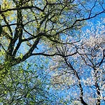 Woody - Duplex Nature Bonsoy Ardennes