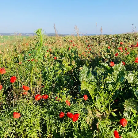 Woody - Duplex Nature Bonsoy Ardennes Hastiere-par-dela