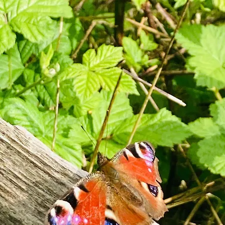 Domek alpejski Woody - Duplex Nature Bonsoy Ardennes