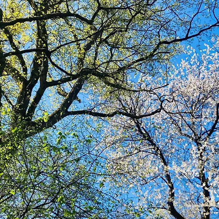 Woody - Duplex Nature Bonsoy Ardennes